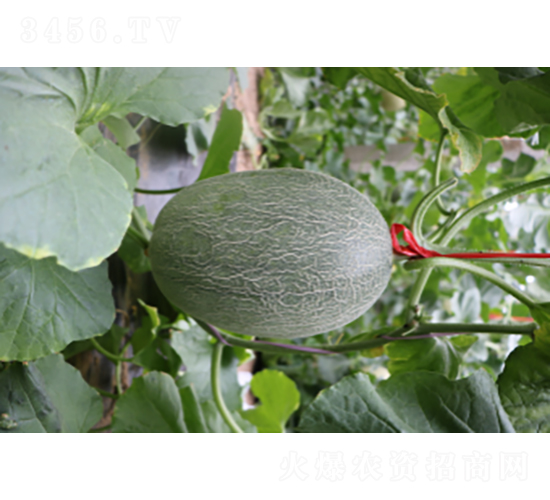 ������25-1-��ϷN��-�r(n��ng)�ƷN��