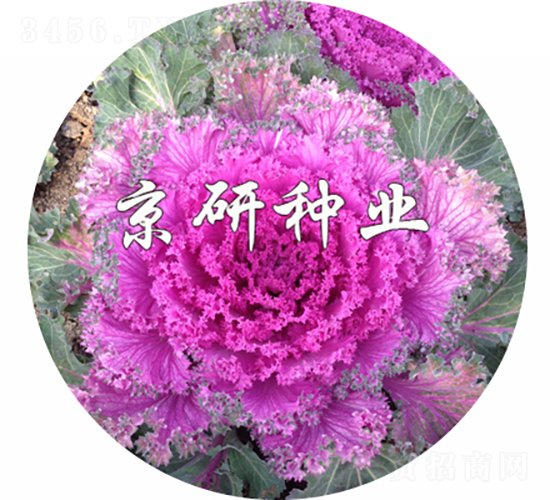 ���ڼt6̖-���{�N��-���зN�I(y��)