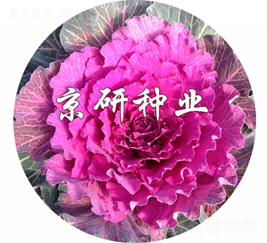 ��ɏ�t2̖-���{�N��-���зN�I(y��)