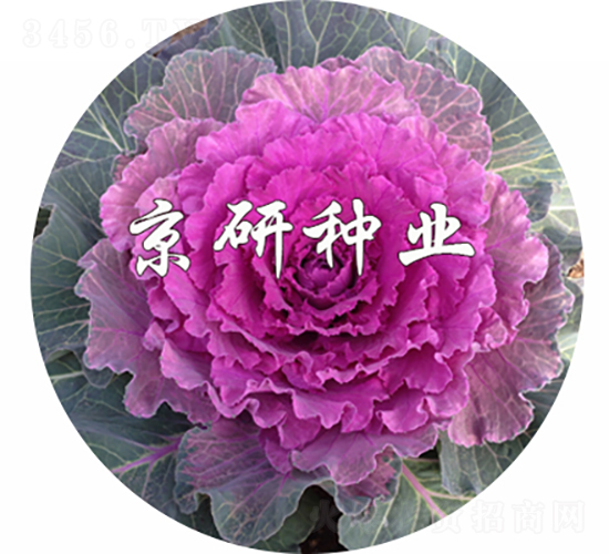 ��ɏ�t3̖(h��o)-���{(l��n)�N��-���зN�I(y��)