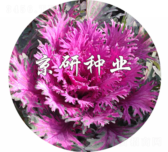 �����1̖(h��o)-���{(l��n)�N��-���зN�I(y��)