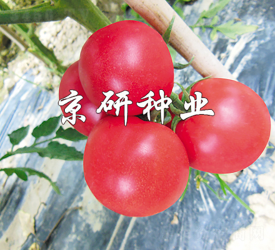 ����203-���ѷN��-���зN�I(y��)