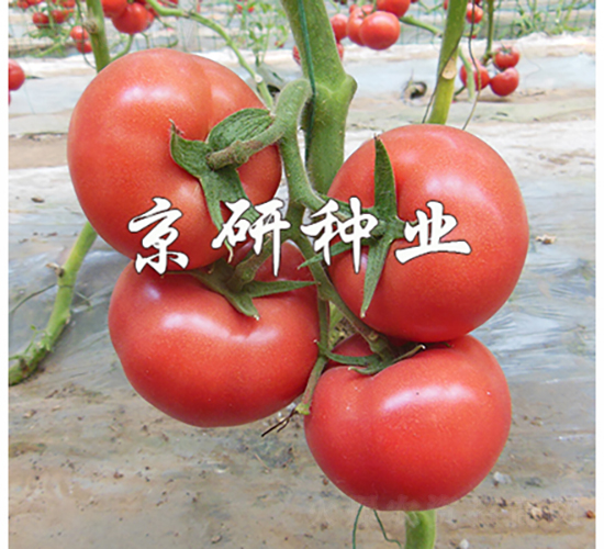 ����402-���ѷN��-���зN�I(y��)