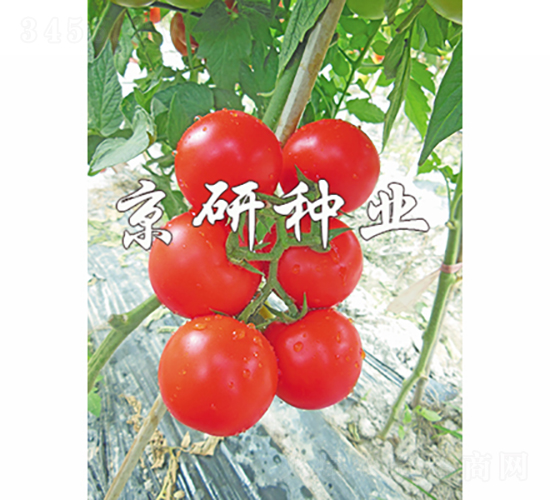 ����501-���ѷN��-���зN�I(y��)