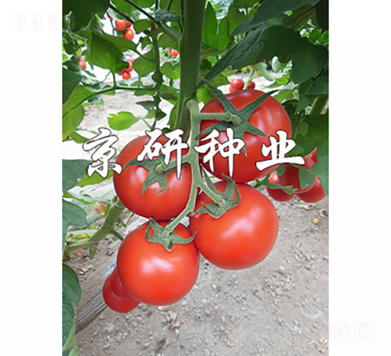 ����502-���ѷN��-���зN�I(y��)