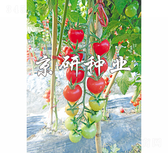 ��������1̖-���ѷN��-���зN�I(y��)