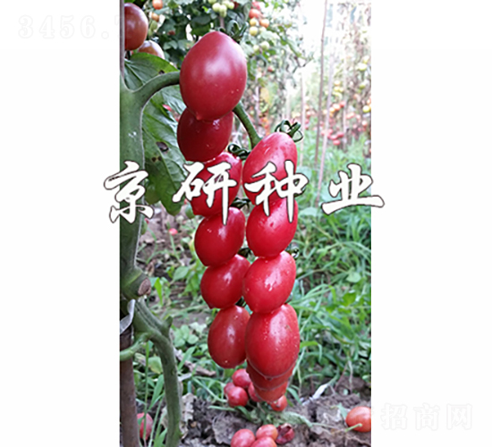 ��������2̖(h��o)-���ѷN��-���зN�I(y��)