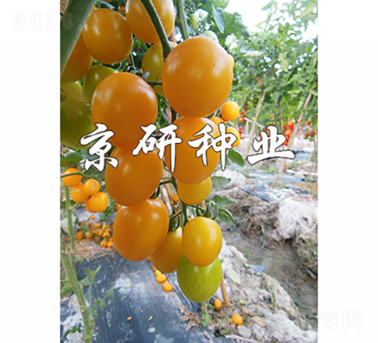 �����S��3̖(h��o)-���ѷN��-���зN�I(y��)