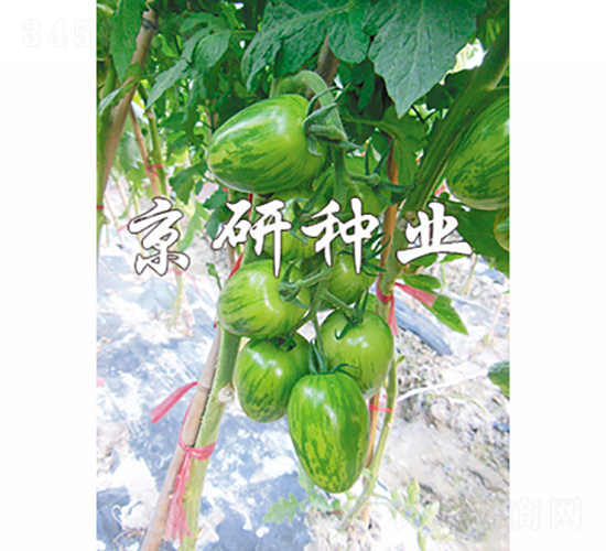 �����в�1̖(h��o)-���ѷN��-���зN�I(y��)