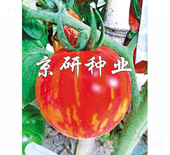 �����в�3̖(h��o)-���ѷN��-���зN�I(y��)