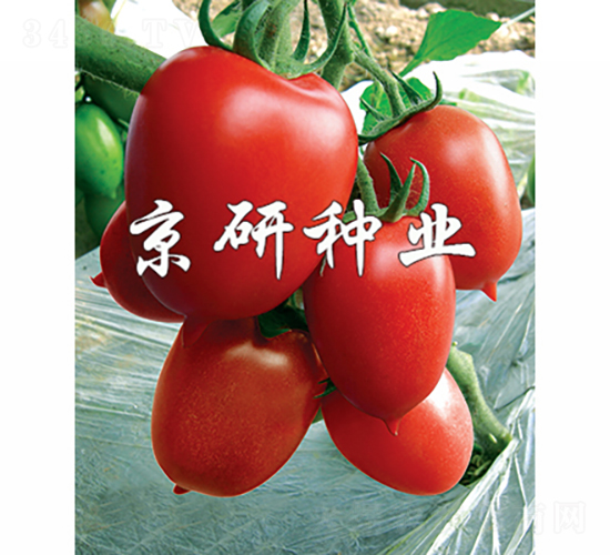 �t��1̖-���ѷN��-���зN�I(y��)