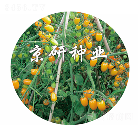 �S�L2̖-���ѷN��-���зN�I(y��)