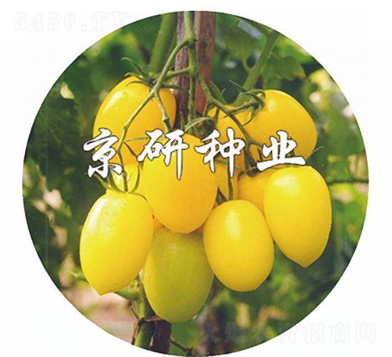 �S��-���ѷN��-���зN�I(y��)