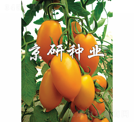 ����-���ѷN��-���зN�I(y��)