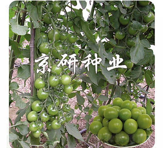 �G��ʯ-���ѷN��-���зN�I(y��)