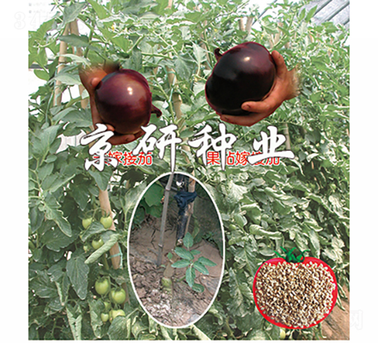 ����1̖-���ѷN��-���зN�I(y��)