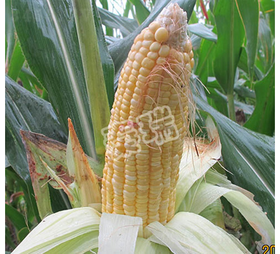 �r(n��ng)�����rŴ-���׷N��-����