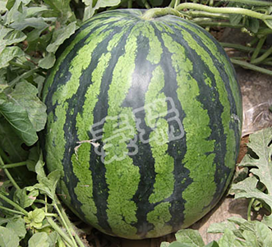 ����668-���ϷN��-����