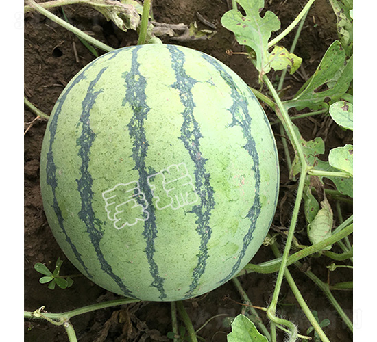 ����8424-���ϷN��-����