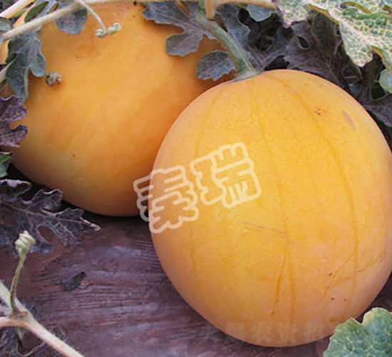 ̫�-���ϷN��-����