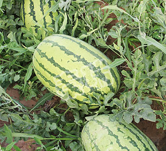 ����(j��)����-���ϷN��-����