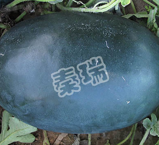 ���۰�-���ϷN��-����