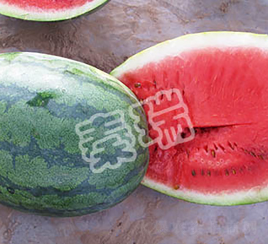 �������L-���ϷN��-����