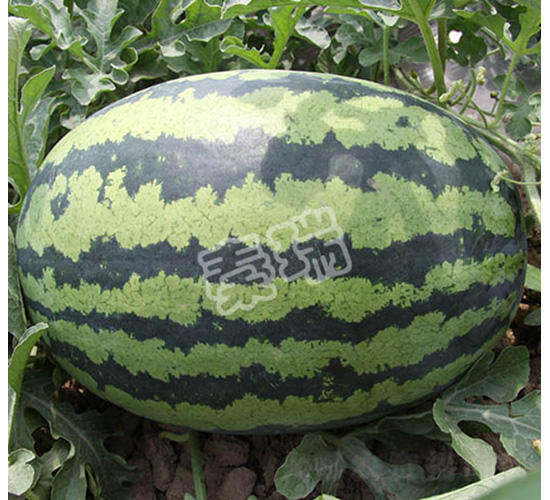 ������̖(h��o)-���ϷN��-����