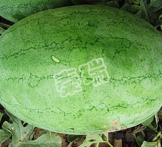 ����G��-���ϷN��-����