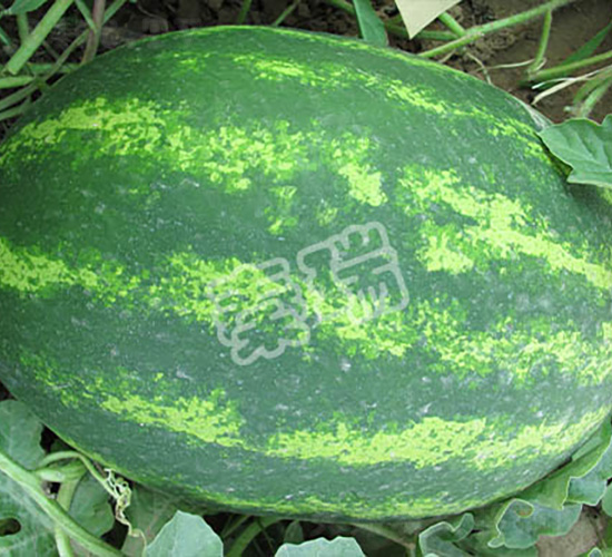 ����ԣ�S-���ϷN��-����