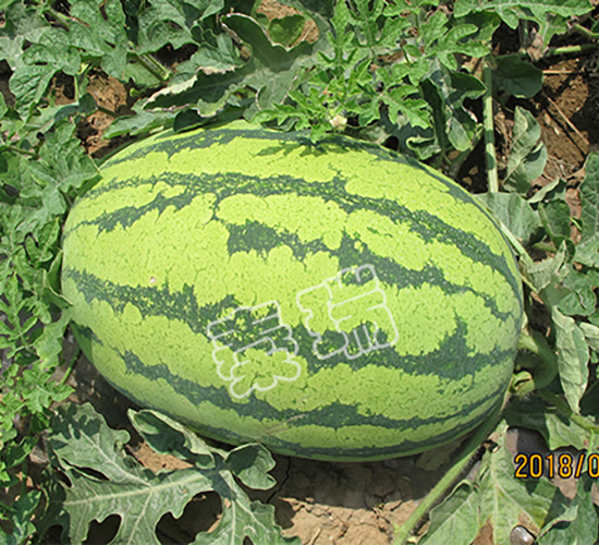 �t����̖(h��o)-���ϷN��-����