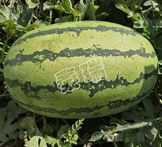 �p�t�����̖-���ϷN��-����