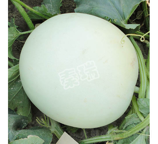 ��ѩ-��ϷN��-����