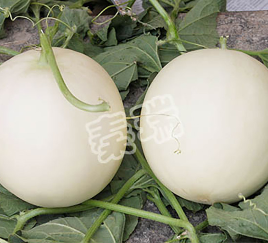 ����t��-��ϷN��-����