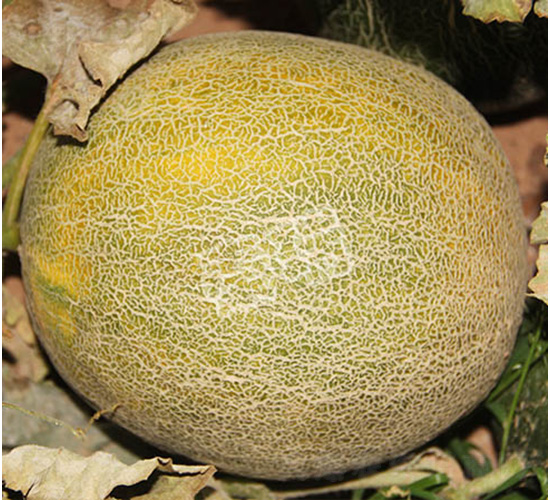 �G���-��ϷN��-����