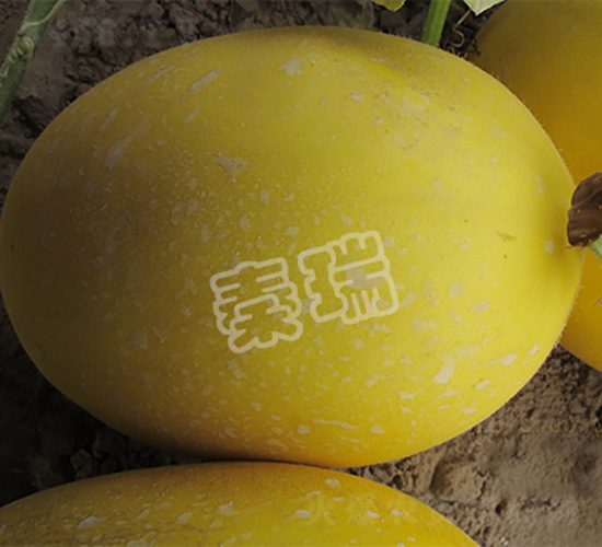 �t�M��-��ϷN��-����