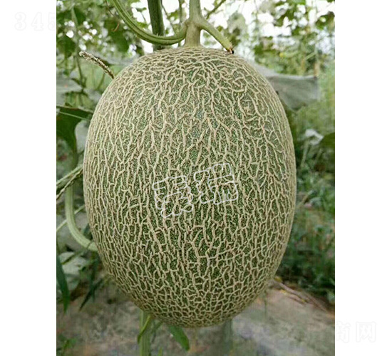 ����25-��ϷN��-����