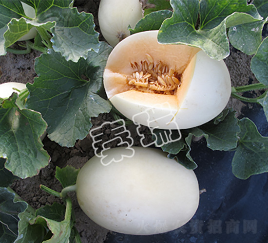 �������2̖(h��o)-��ϷN��-����