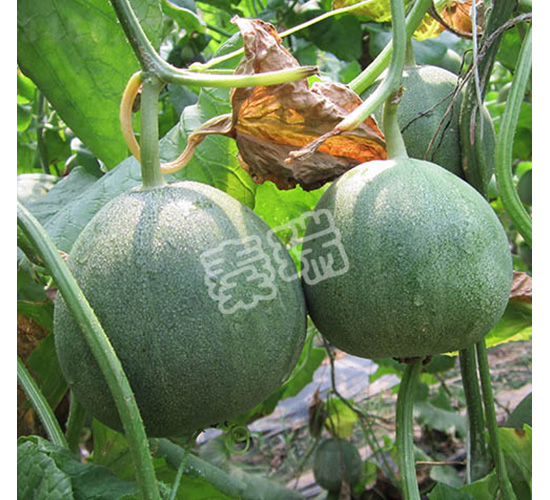 ����G��-��ϷN��-����