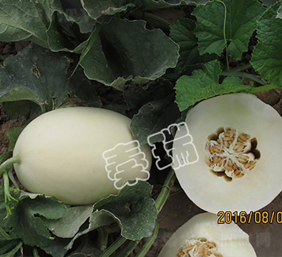 �������-��ϷN��-����