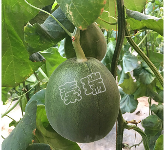 ����G����-��ϷN��-����