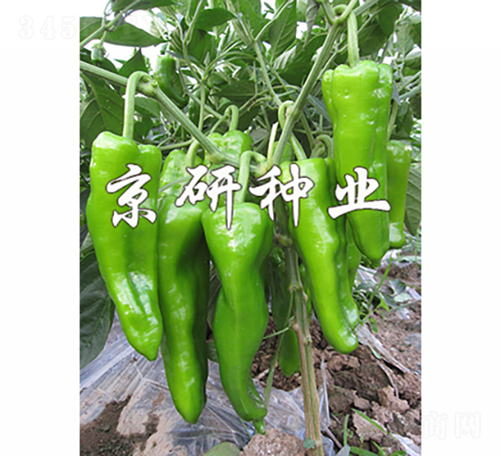 ����311-�����N��-���зN�I(y��)