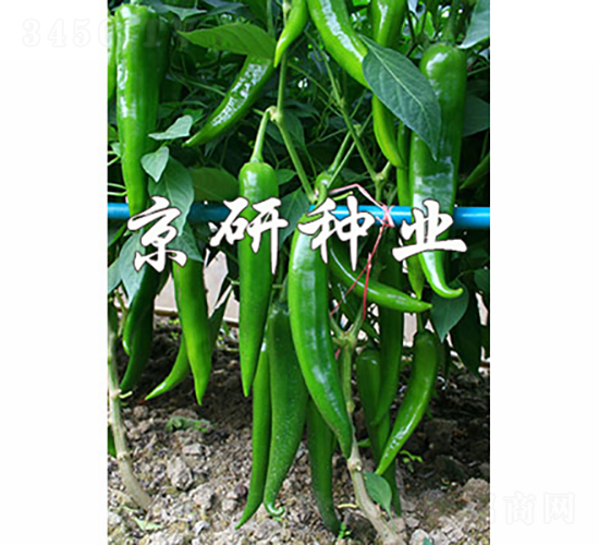 ��(gu��)��316-�����N��-���зN�I(y��)