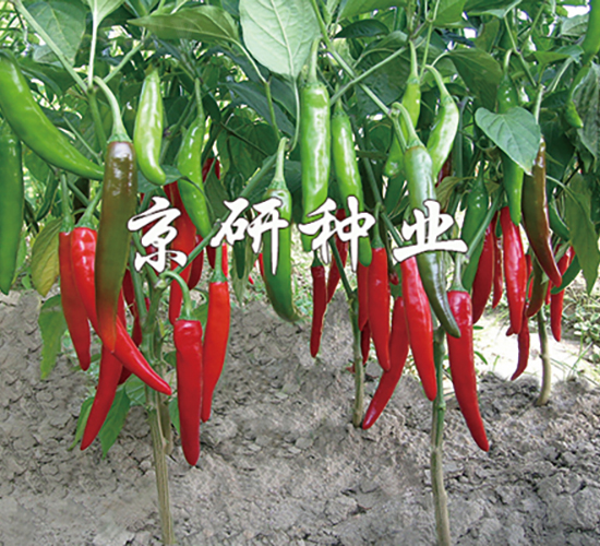 ����109-�����N��-���зN�I(y��)