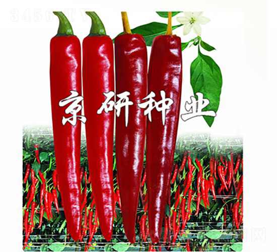 ����118-�����N��-���зN�I(y��)