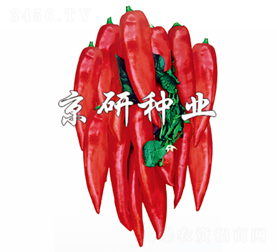 �t��-�����N��-���зN�I(y��)