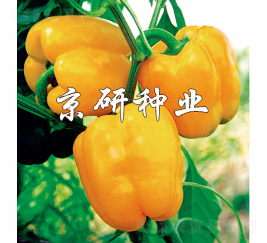 �S��2̖-�����N��-���зN�I(y��)