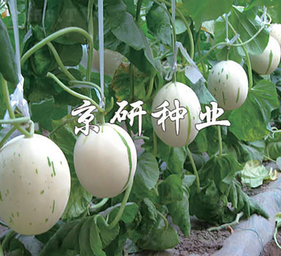 ���������-��ϷN��-���зN�I(y��)