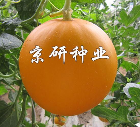 ����ɯ��2̖(h��o)-��ϷN��-���зN�I(y��)