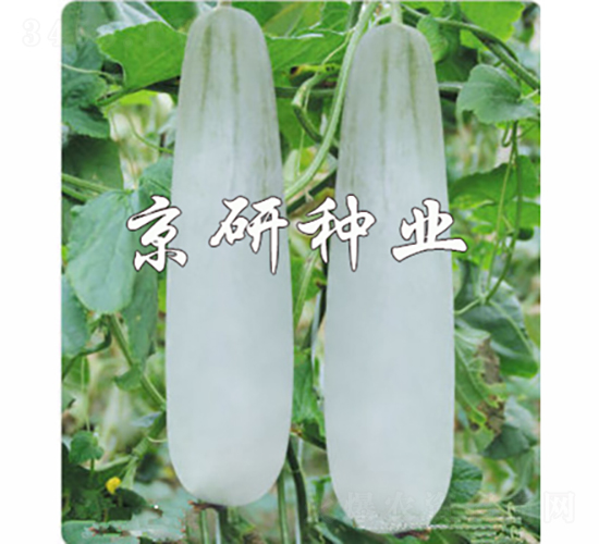 ������Ǵ�-��ϷN��-���зN�I(y��)